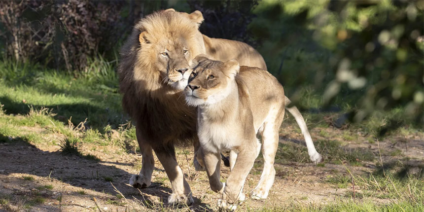 Visuel ZooParc de Beauval